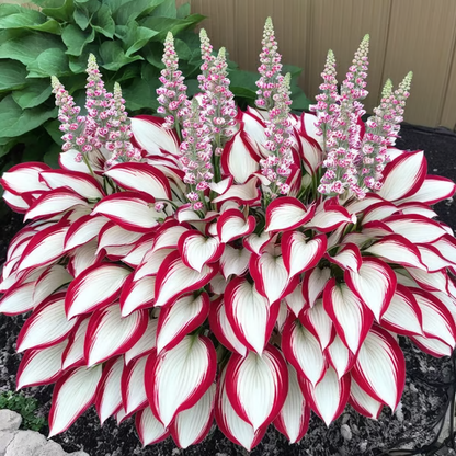 💥LAST DAY SALE 50%OFF🌿Premium Rare Hosta Seeds | 2026 New Arrivals from Los Angeles Flower District