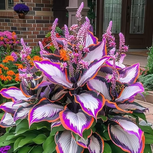 💥LAST DAY SALE 50%OFF🌿Premium Rare Hosta Seeds | 2026 New Arrivals from Los Angeles Flower District